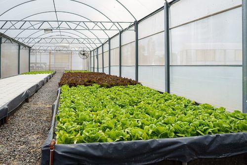 La hidroponia, un impulso a la sostenibilidad y productividad 